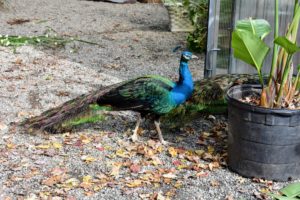 These blue peacocks love to be in the middle of the activity - they can often be seen wherever the outdoor grounds crew is working. Peafowl are quite clever and will come close to all who visit – hoping to get a treat or two.