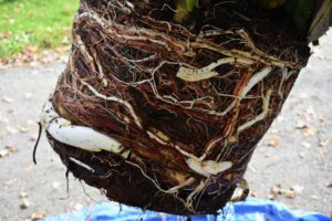 See how large the root mass has grown? This plant definitely needs a new pot. Repotting is a good time to also check any plant for damaged, unwanted or rotting leaves as well as any pests that may be hiding in the soil. This plant is very healthy.