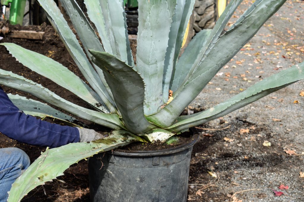 Preparing My Agaves for Winter Storage The Martha Stewart Blog
