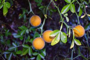 Its orange fruits look so striking against the dark green foliage.
