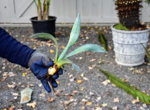 Agaves often produce small plant offsets around the base of the main parent plant. These perfectly formed miniature plants eventually grow into full-size plants. They will be replanted and kept in my main greenhouse until they mature.