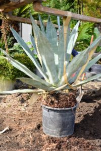 And always plant agaves so that the crown is well above the soil line and will stay that way when the soil subsides after watering.