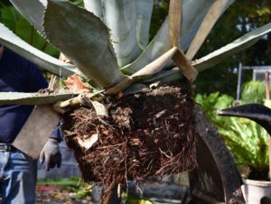 And then the agave is gently and slowly lifted over the pot and lowered. This agave will be very happy in its new container. Always wear gloves when working with agaves as the sap could burn.
