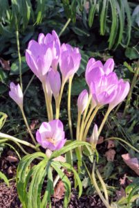 Most Colchicum plants produce their flowers without any foliage – this is why these flowers also go by the common name "naked ladies" or "naked boys".