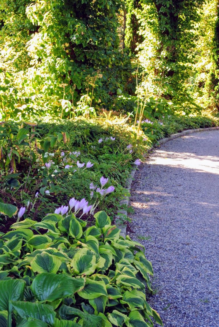 Autumn-Blooming Colchicum - The Martha Stewart Blog