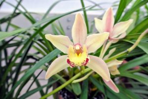 Here is another cymbidium in pinkish-yellow. The fantastic range of colors for this genus include white, green, yellowish-green, cream, yellow, brown, pink, red and black with a variety of markings of other color shades - every color but blue. The flowers last about 10-weeks. I can't wait to see them flower again. What cymbidiums do you have in your collection?