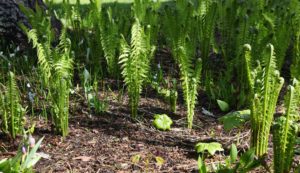 These are fiddlehead ferns, the coils at the top of ostrich ferns that are enjoyed in various spring dishes. I grow many of them in a shade garden outside my Tenant House. They are some of the first plants to emerge in spring.