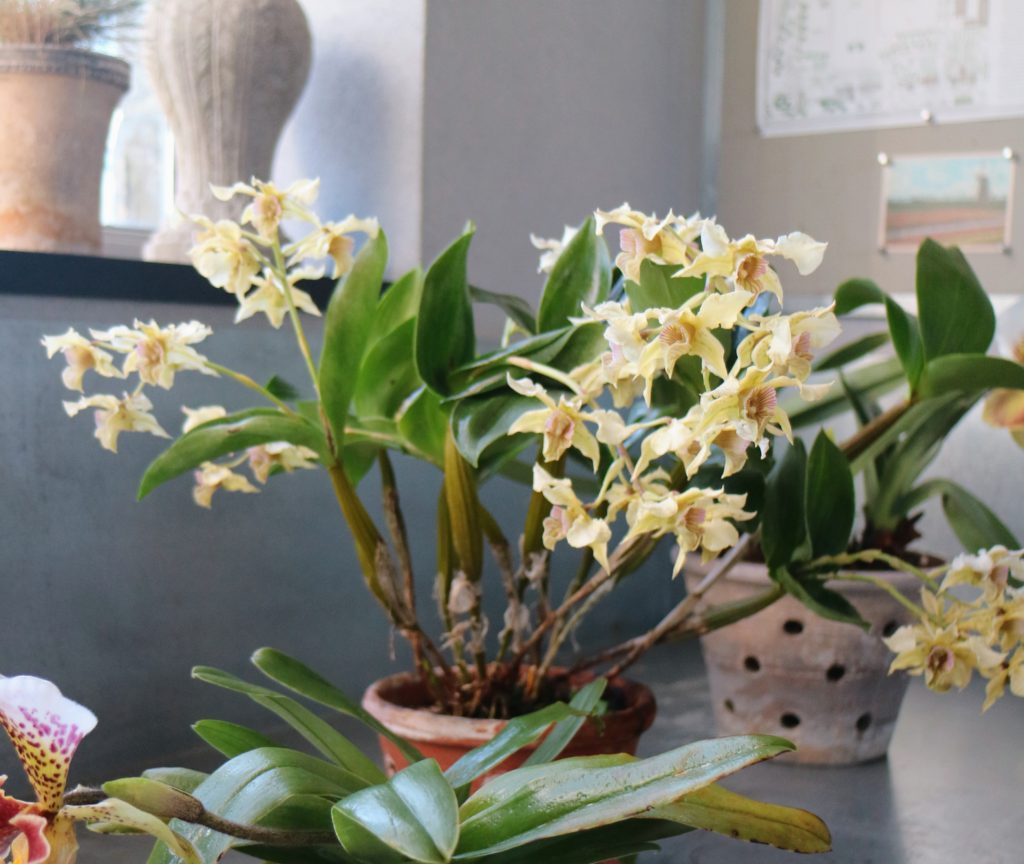 Caring For Dendrobium Orchids The Martha Stewart Blog 9660