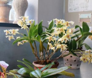 The ideal humidity range to grow dendrobiums is 50 to 60 percent humidity. It is also very important to have lots of air movement flowing between orchids.