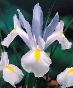 'Silvery Beauty' has pale flax-blue standards and cream-white falls with narrow golden-yellow blotches. (Photo courtesy of Van Engelen, Inc.)