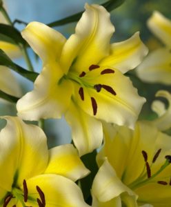 'Conca D'Or' produces bright lemon-yellow flowers with ivory petal margins. The huge, waxy flowers have slightly recurved petals, elongated anther-tipped stamens, and a light fragrance. (Photo courtesy of Van Engelen, Inc.)