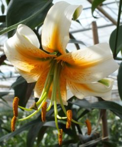 This semi-Turk's Cap Aurelian Lily has gently reflexed, outward-facing, snow-white flowers with a glowing orange center, burnt-orange raised papillae and long, elegant pale green stamens. (Photo courtesy of Van Engelen, Inc.)