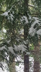 Many of the tree branches are weighed down with wet snow.