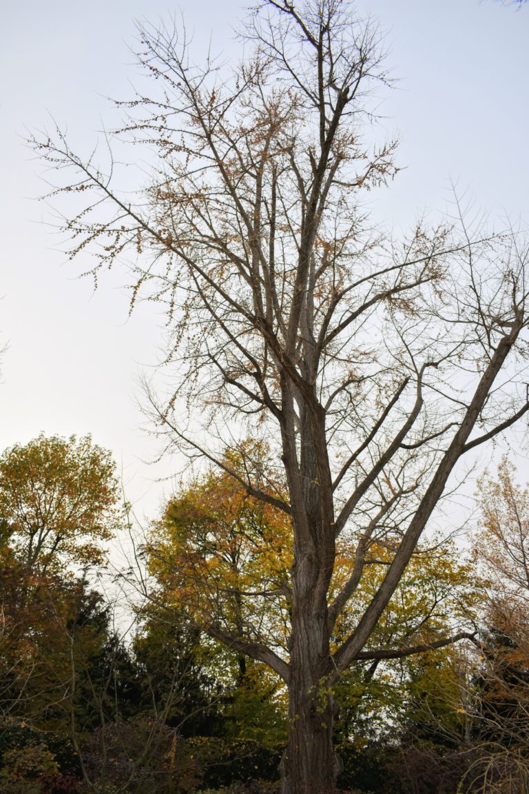 The Mighty Ginkgo Tree at My Farm - The Martha Stewart Blog