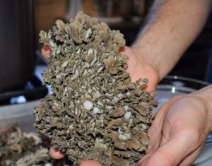 These are maitake mushrooms, Grifola frondosa. I harvested them myself during a visit to Phillips Mushroom Farms in Kennett Square, Pennsylvania. I will share more photos from this amazing farm in an upcoming blog. http://www.phillipsmushroomfarms.com/