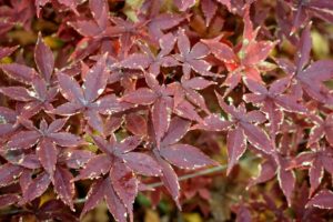 The selections in the Palmatum Group most closely resemble the palms of hands with outstretched fingers. In fact, that is why the species name is palmatum - after the hand-like shape of its leaves.