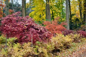 The best location is a sunny spot with afternoon shade. Red and variegated leaves need relief from the hot afternoon sun, but need the light to attain full color. Golden leaves reach this striking hue with dappled sun, and remain green in deep shade.