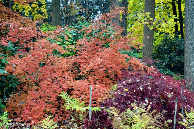 My Colorful Japanese Maple Grove - The Martha Stewart Blog