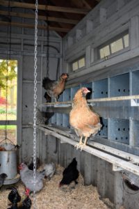 Chickens are actually very hardy, and covered in fluffy feathers, so the temperatures have to be very low to require such supplemental heat. Some chicken experts recommend a temperature around 40-degrees Fahrenheit as ideal for hens.