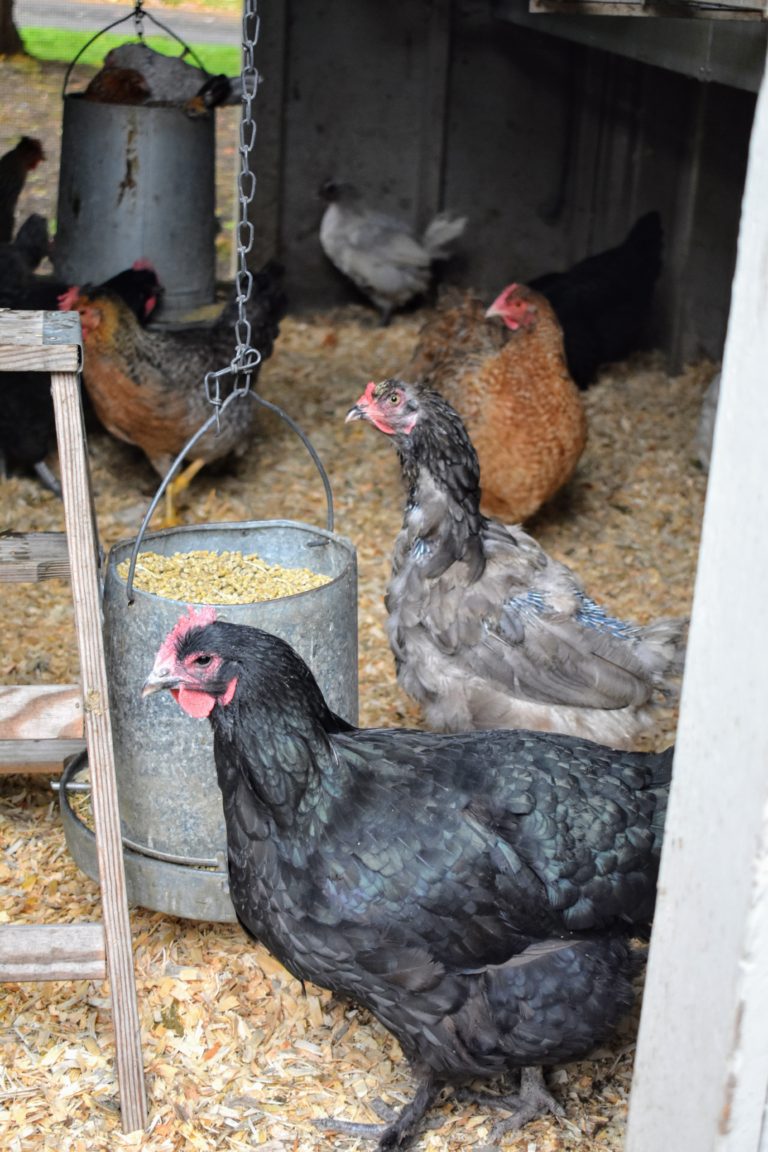 Preparing the Coops for Winter - The Martha Stewart Blog