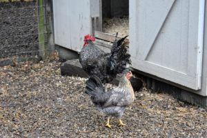 The chickens are given access to the gardens during the day, and then returned to their coops at night where it is safe from predators. Here is a Cream Legbar hen in the foreground - behind her, a Heritage Barred Rock cockerel.