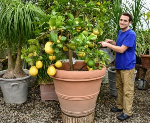 It makes me so happy to be able to fortify my citrus plants with good, rich food. In return, they provide me with a bounty of delicious fruits every season. Have you ever tried compost tea for your plants? Share your comments in the section below.