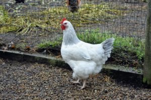 This is a gorgeous Light Sussex hen - a very rare breed that's gentle and productive.