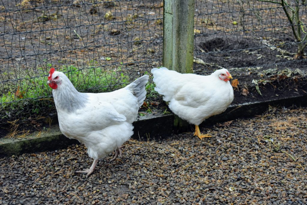 Preparing the Coops for Winter - The Martha Stewart Blog