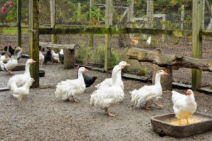 These five Sebastopol geese are the best of friends – they always travel together around their enclosure. I acquired these Sebastopol geese from breeder Brian Tallman in Pine Plains, New York. This breed is easily identified by the long, curly feathers that spiral and drape to the ground.