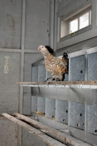 A pretty little Mille Fleur d'Uccle bantam hen looks on with interest. Chickens prefer to roost on high levels - this hen is on the perch just in front a nesting box.