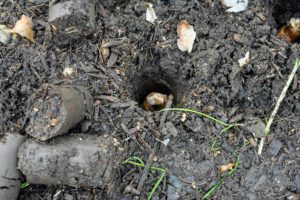 Daffodil bulbs are medium to large in size, so we use long T-handled bulb planters to make these holes. Daffodils should be planted at least six-inches deep.