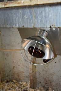 This is one of the heat lamps we are replacing - these types of lamps have been known to be a lot less safe, sometimes even causing fires in chicken coops. Coop fires have devastating effects and any lighting or heating system should be set up with every precaution to avoid fire.