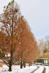The grove of bald cypress, Taxodium distichum, looks so stunning with its copper colored foliage. Upright stakes painted in my signature Bedford Gray line the carriage roads to guide the cars.