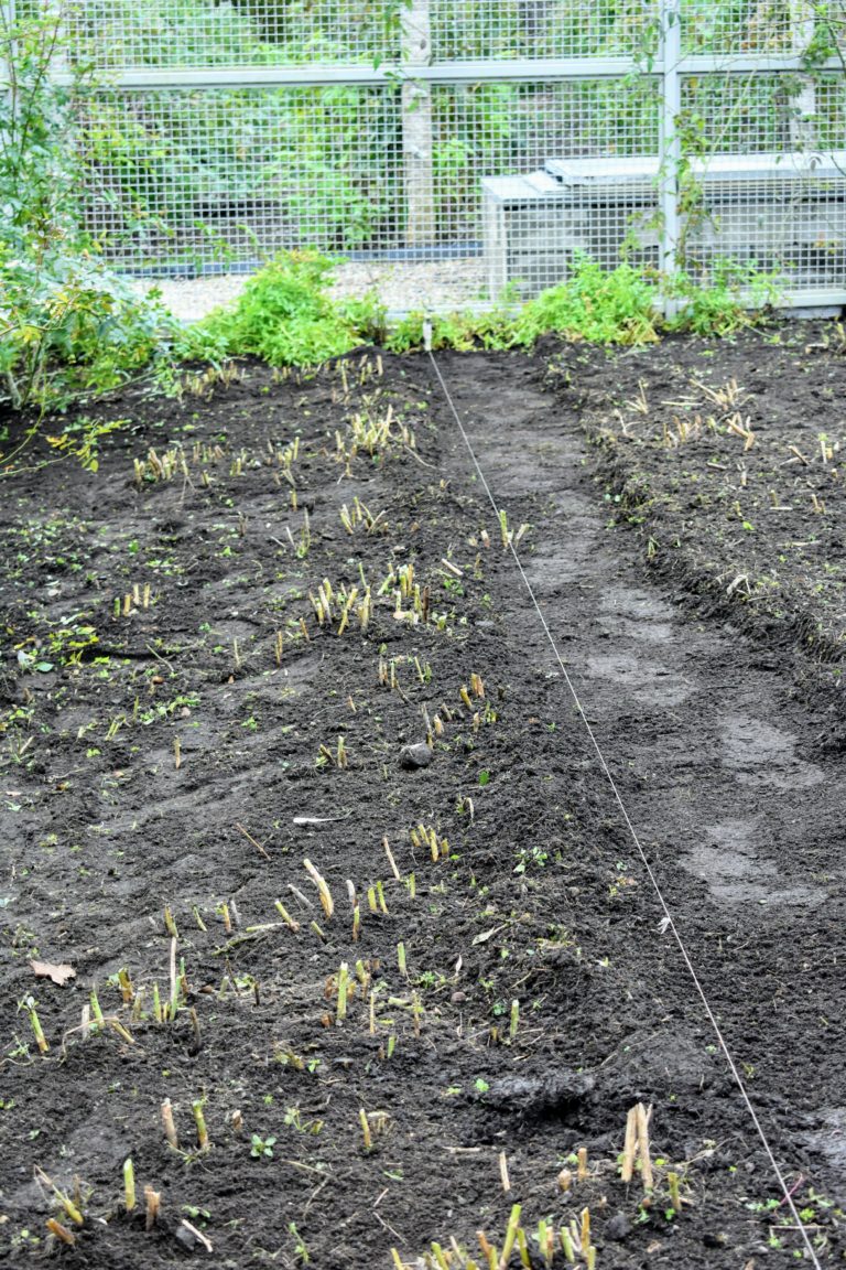 Preparing the Asparagus Beds for Winter The Martha Stewart Blog