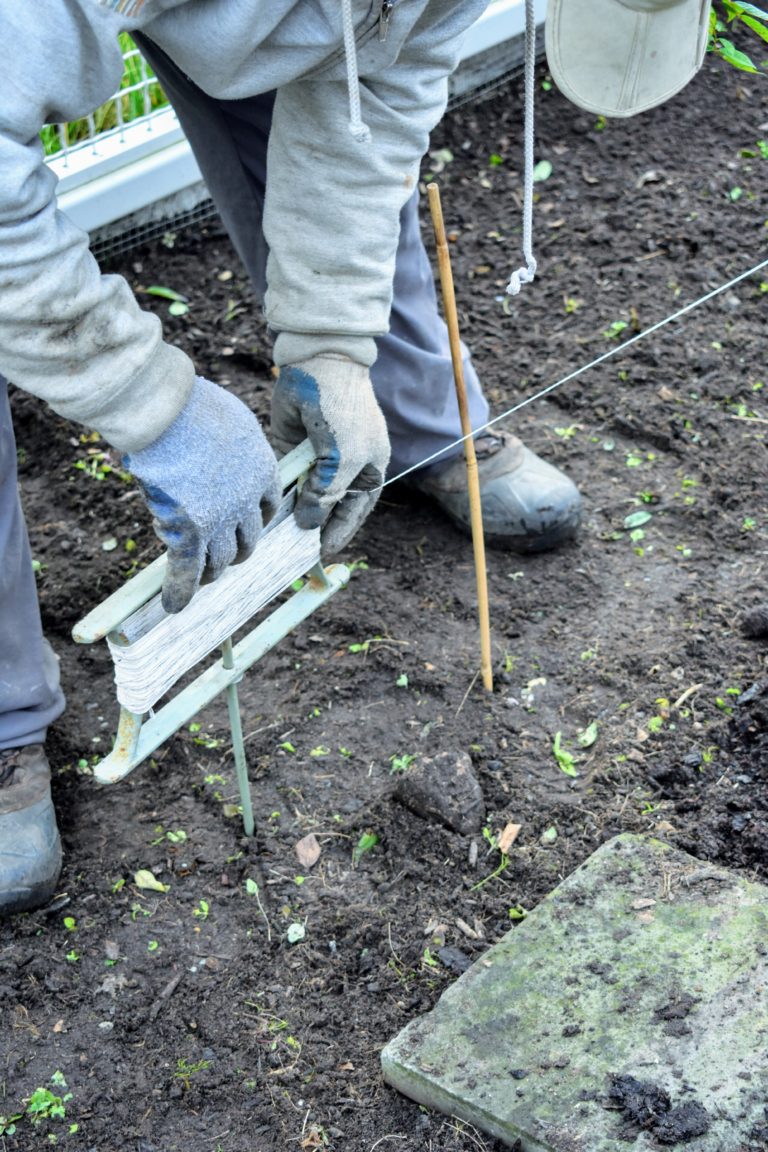 Preparing the Asparagus Beds for Winter The Martha Stewart Blog
