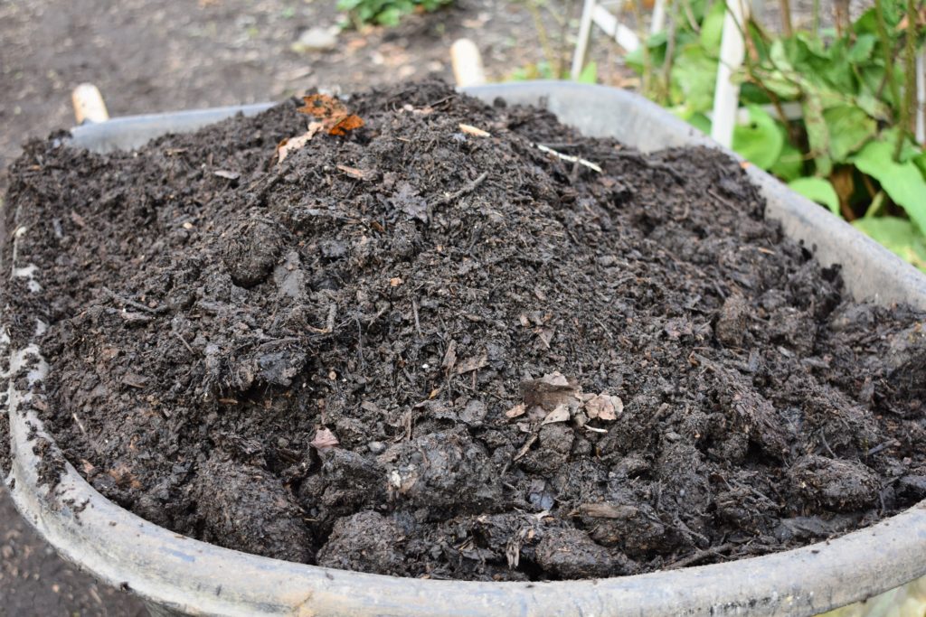 Preparing the Asparagus Beds for Winter - The Martha Stewart Blog