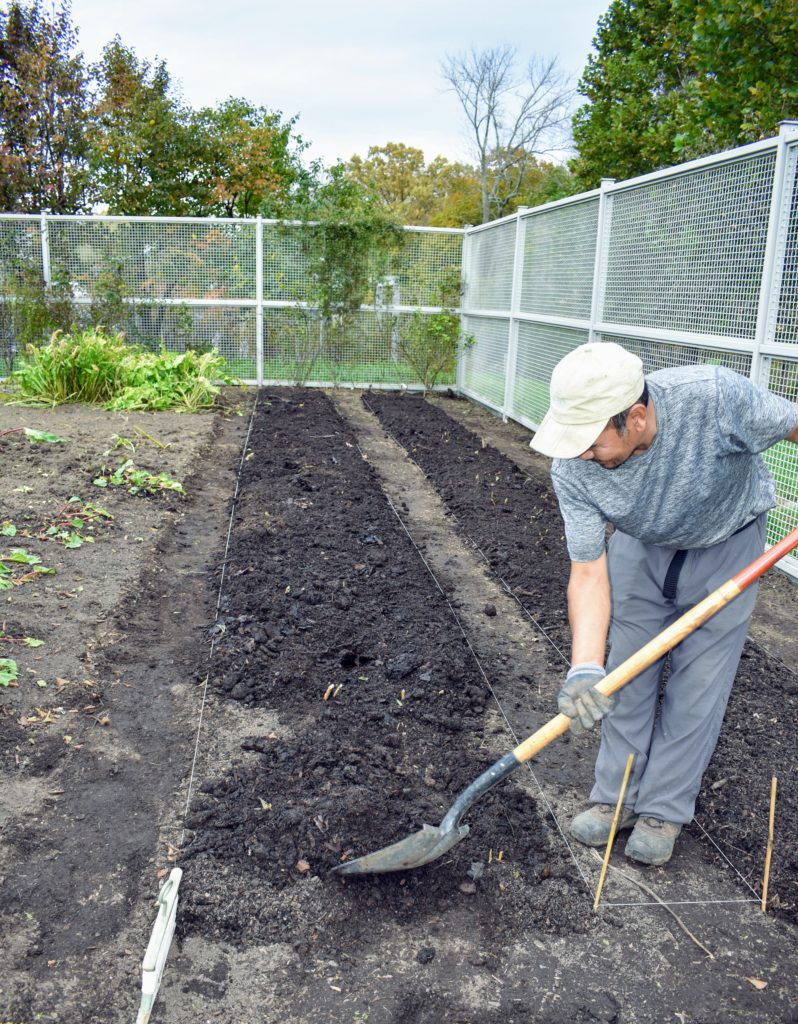 Preparing the Asparagus Beds for Winter The Martha Stewart Blog