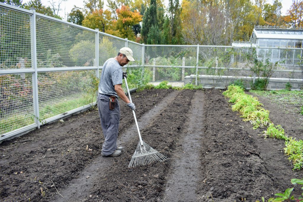 Preparing the Asparagus Beds for Winter The Martha Stewart Blog