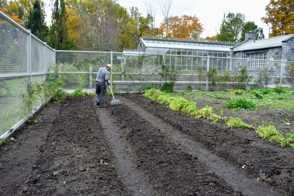 Preparing the Asparagus Beds for Winter The Martha Stewart Blog