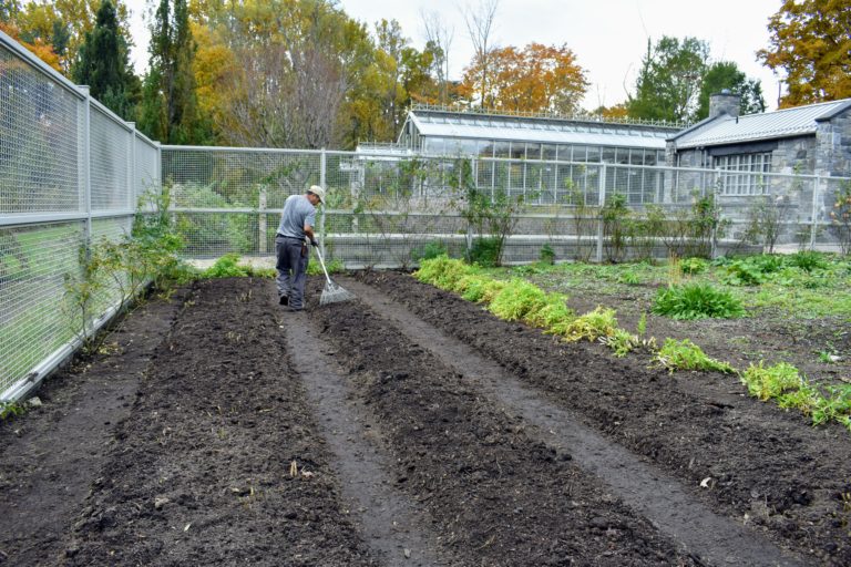 Preparing the Asparagus Beds for Winter The Martha Stewart Blog