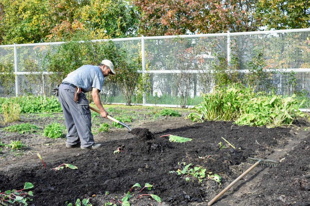 Preparing the Asparagus Beds for Winter The Martha Stewart Blog