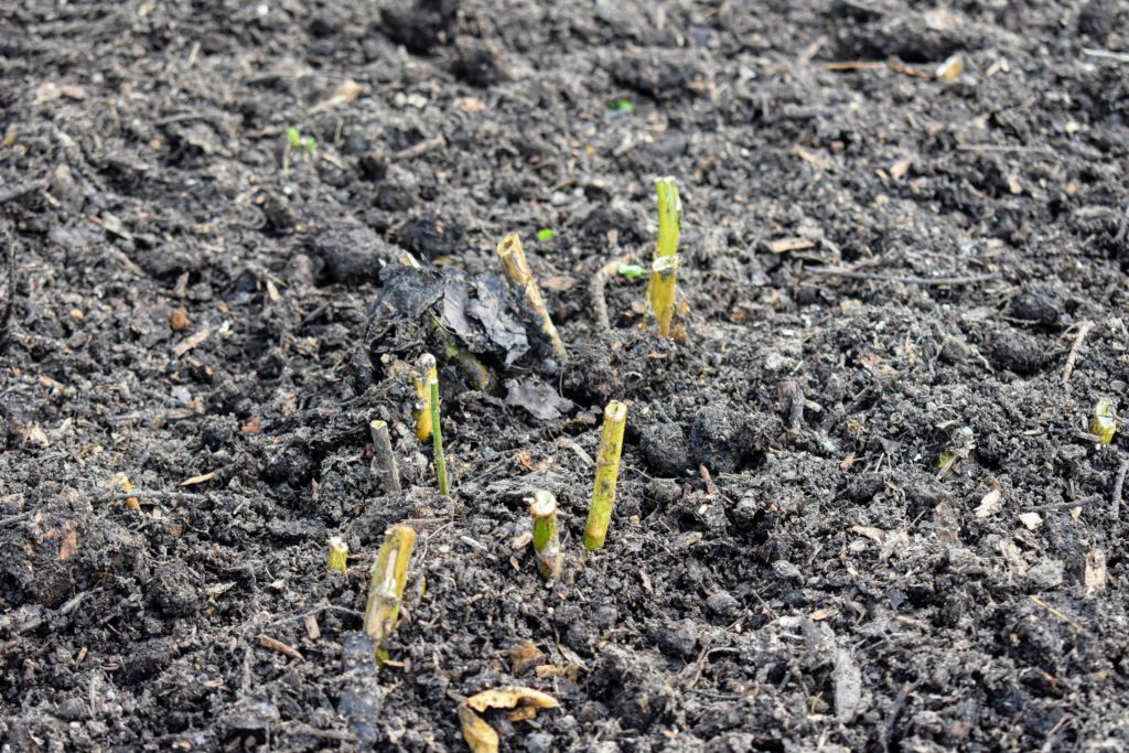 Preparing the Asparagus Beds for Winter The Martha Stewart Blog