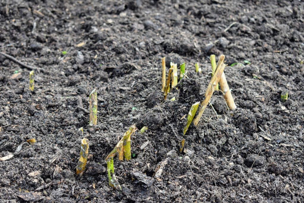 Preparing the Asparagus Beds for Winter The Martha Stewart Blog