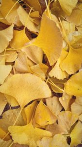 The ginkgo is such a fascinating deciduous tree. When did your ginkgo trees lose their leaves? Let me know in the comments section – I am very curious to hear.