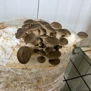 Oyster mushrooms include a variety of different Pleurotus species and are available in an amazing array of colors and sizes. These oyster mushrooms are dark gray. They have a texture much like their seafood namesake, with a mild pleasant taste.