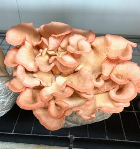 And this is a pink oyster mushroom, Pleurotus djamor. Pink oyster mushrooms grow in layered clusters like their gray and yellow relatives. Their color is intensely pink when raw and changes to an orange brown color when cooked.
