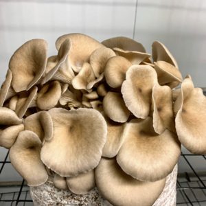 These are also oyster mushrooms in a lighter gray. The oyster mushroom was first cultivated in Germany as a subsistence measure during World War I and is now grown commercially around the world for food. It is related to the similarly cultivated King oyster mushroom.