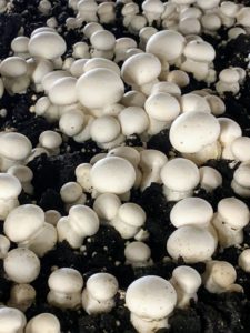 Here you can see white Agaricus mushroom pins in the substrate. They can be harvested after 19-days.