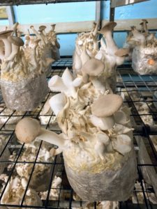 Royal Trumpet mushrooms, Pleurotus eryngii, have light brown trumpet-shaped caps resting on tender white stems. This delicately flavored exotic mushroom is also known as the King oyster.