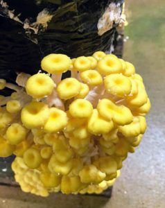 Here is a yellow, or golden, oyster mushroom. Golden oyster mushrooms, Pleurotus cornucopiae, are luminous citrine yellow mushrooms with a tangy flavor that’s perfect in small quantities as an edible garnish. This mushroom lightens in color when sautéed.